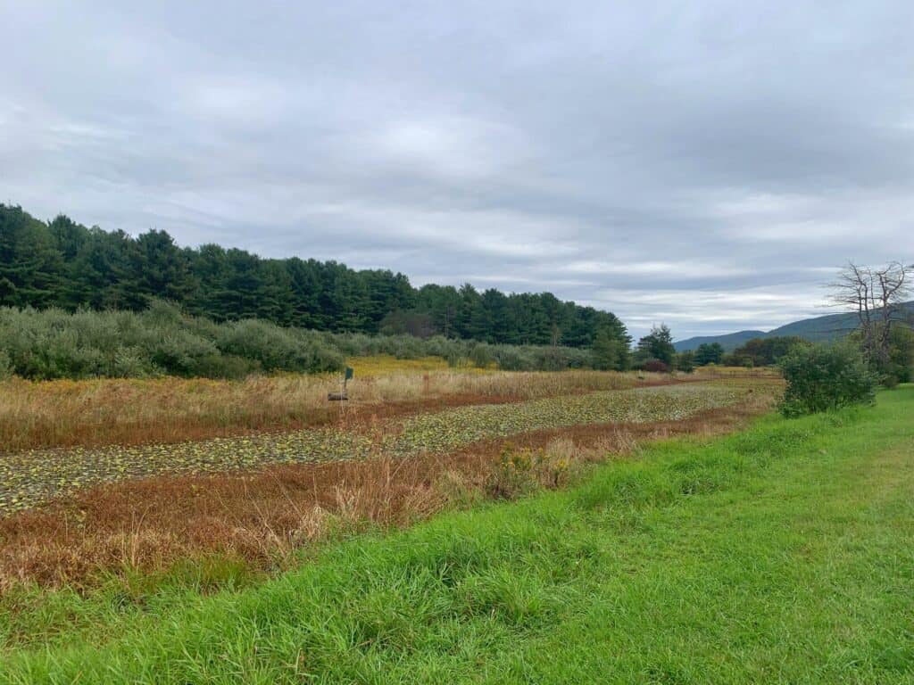 bald eagle state park landscape 1