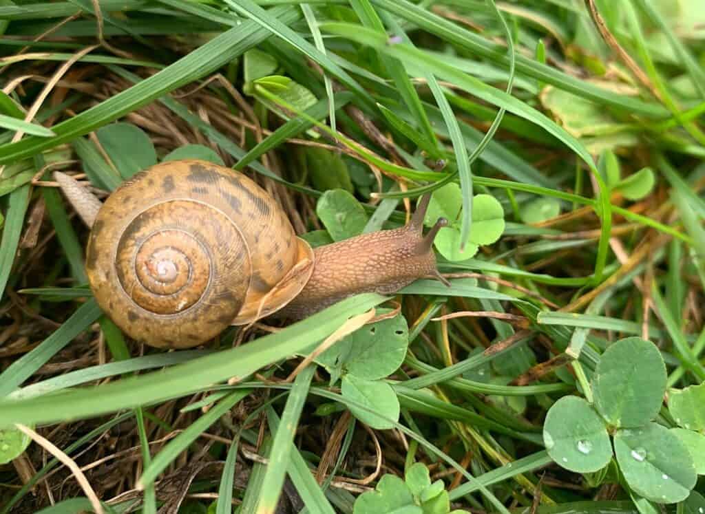 snail in bald eagle state park