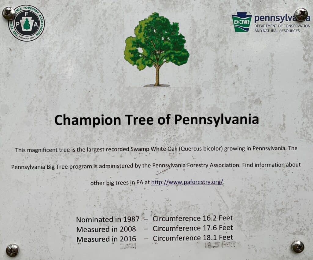 champion tree in bald eagle state park