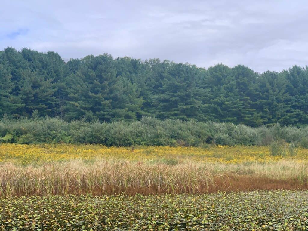 bald eagle state park butterfly trail 2