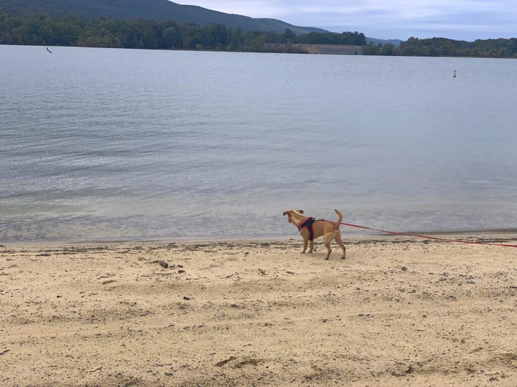 hazel on bald eagle state park beach