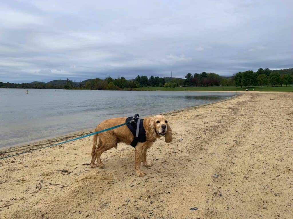 Franklin on the beach at Bald Eagle State Park