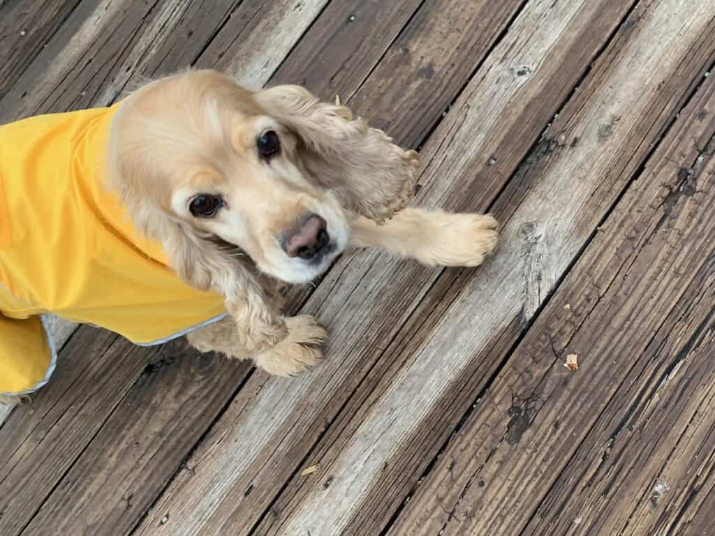 Franklin in his Lands' End dog rain jacket