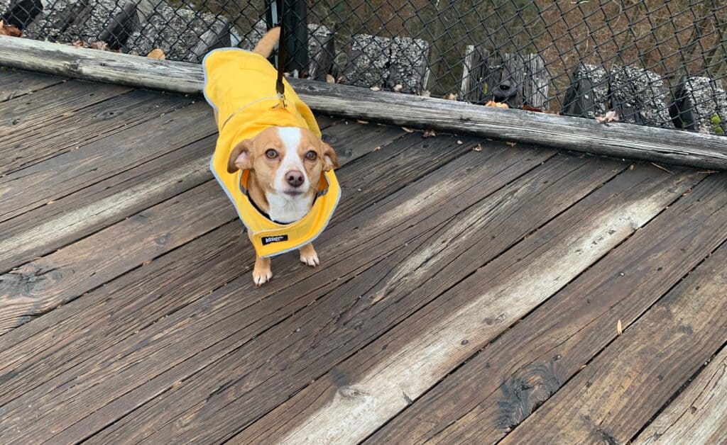 FLASH REVIEW! Lands' End Dog Jackets Road Trip Tails