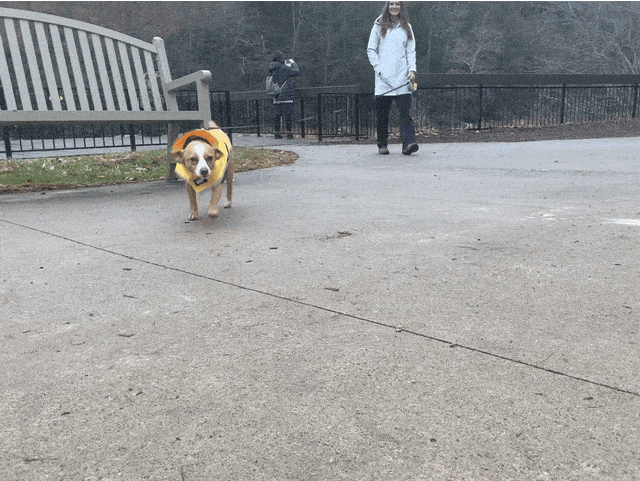 Hazel running in a loop in her Lands End rain jacket