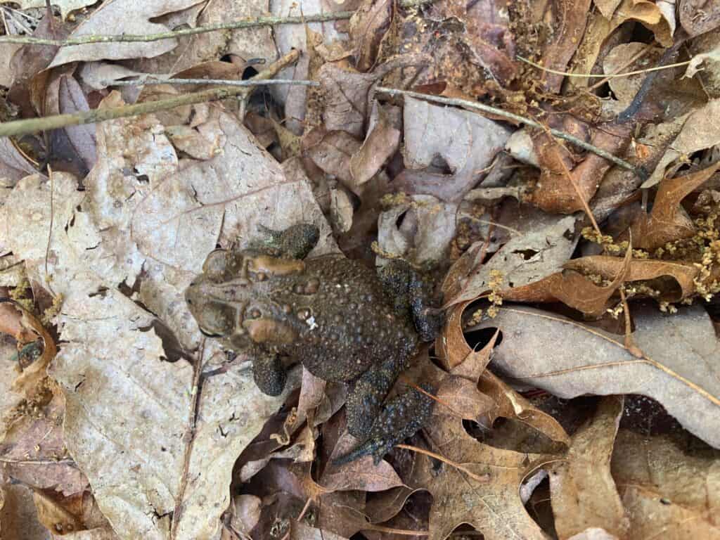 toad at pine grove furnace state park