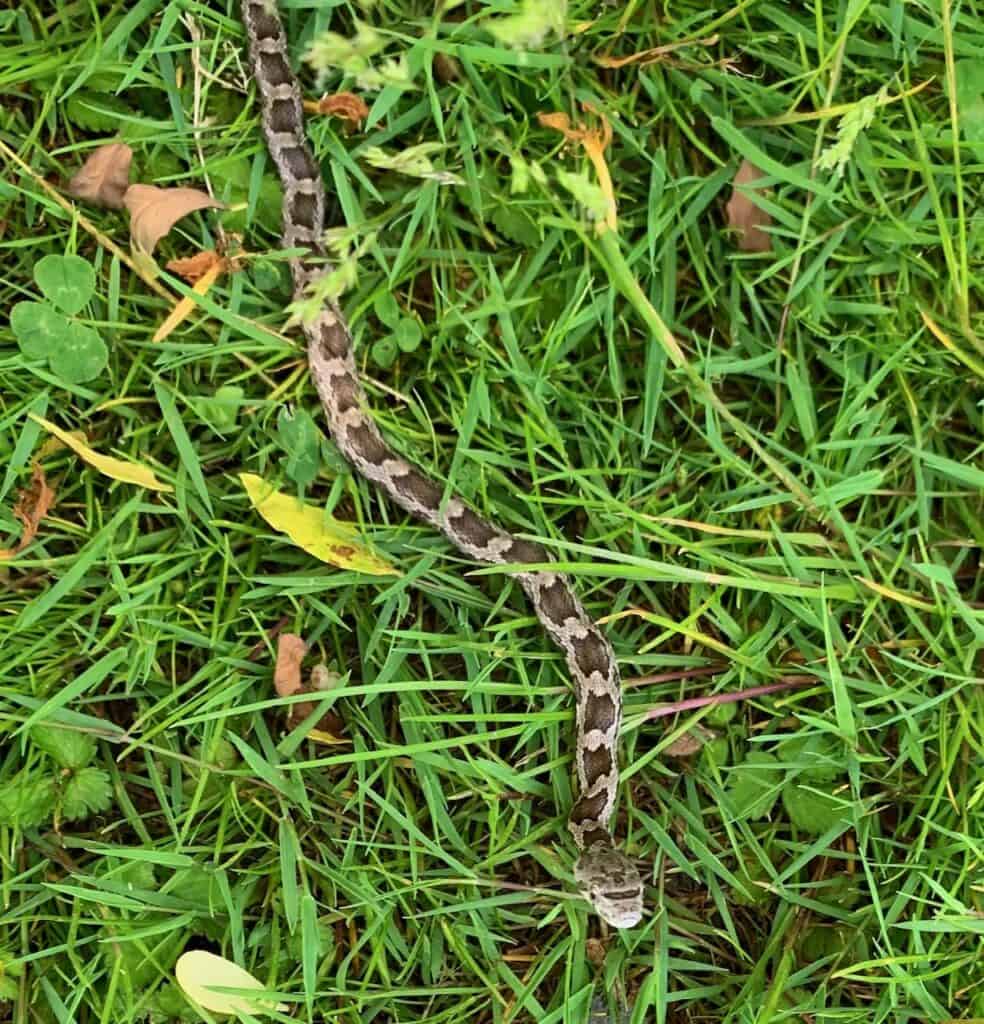 snake at pine grove furnace state park