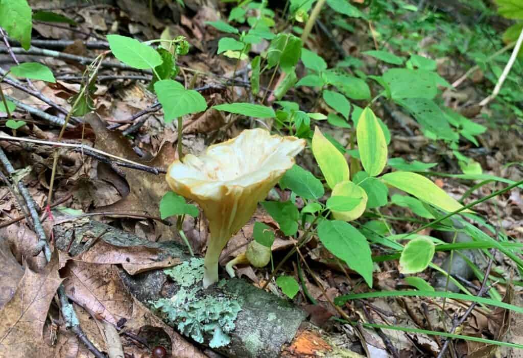tomlinson run state park mushroom 8