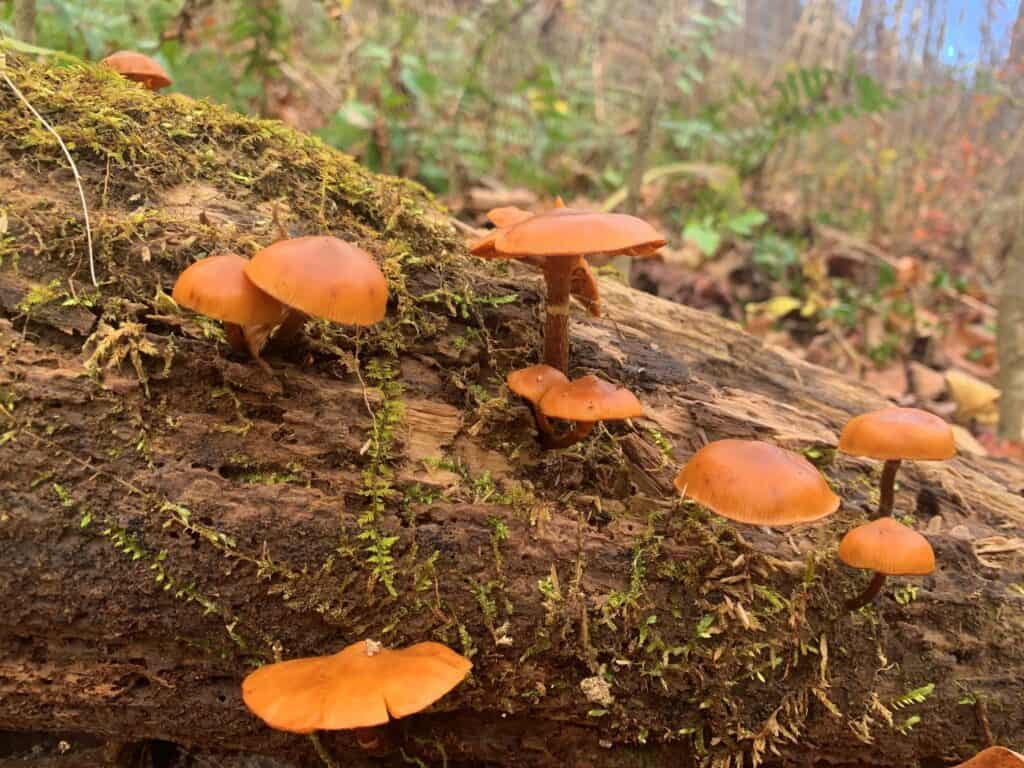 canoe creek state park mushroom
