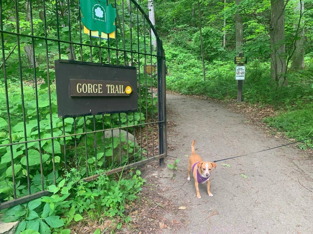 hazel at robert h treman state park gorge trail entrance