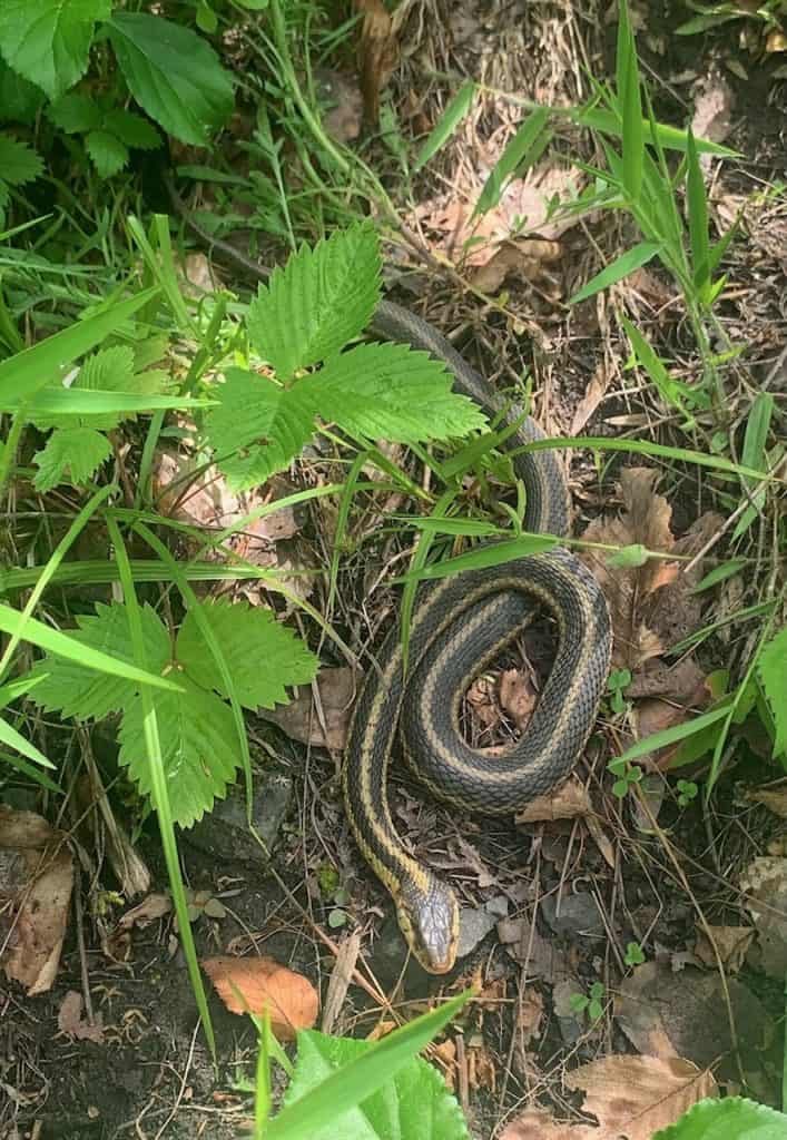 garter snake at robert h. treman state park