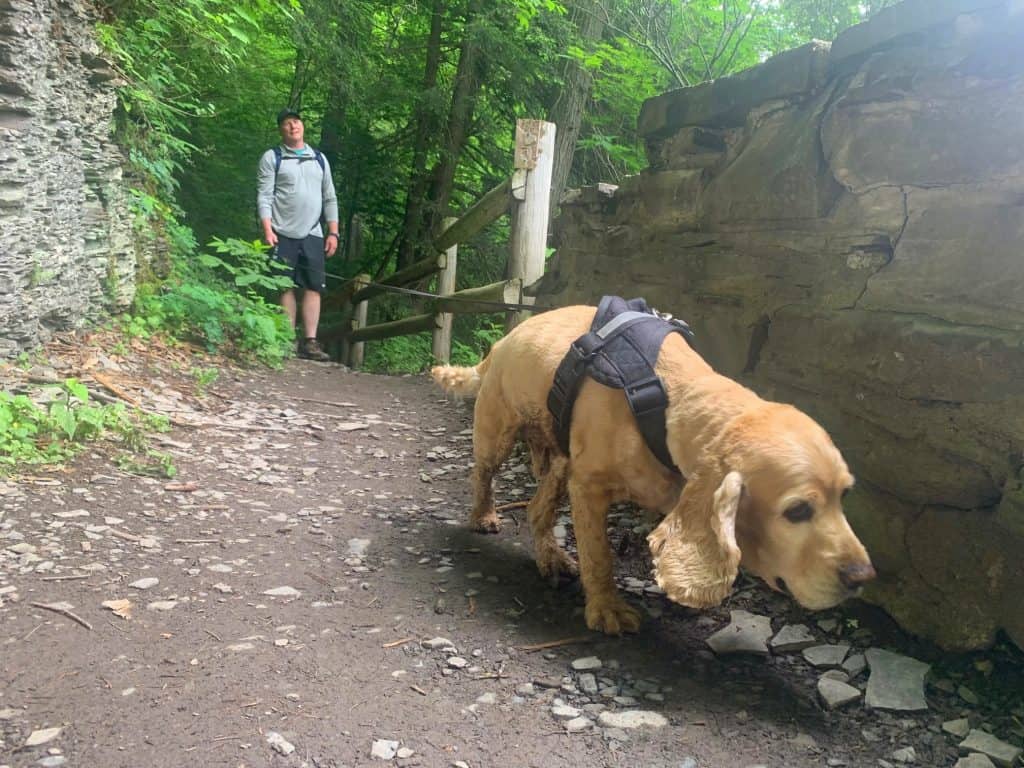 franklin at robert h treman state park