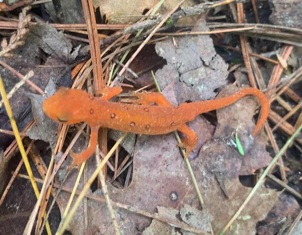 eastern newt