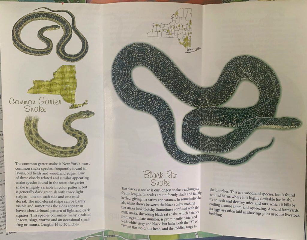 NY snakes page 2