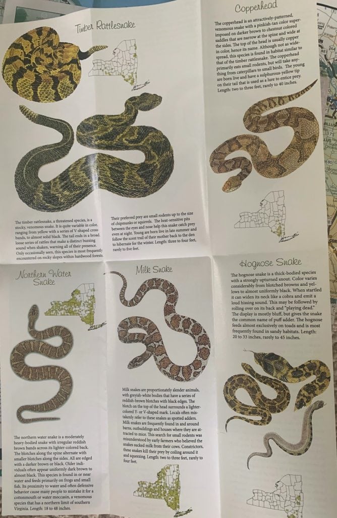 NY snakes page 1