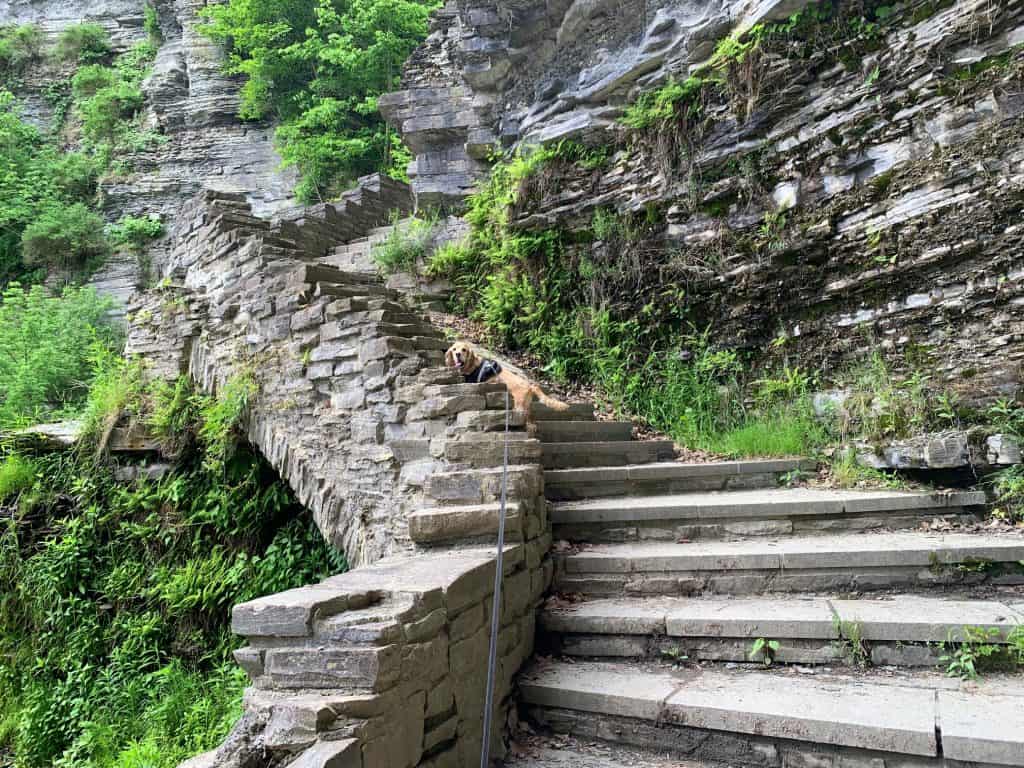 franklin going up the steps at robert h treman state park