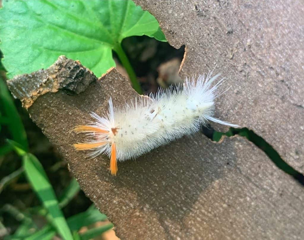 caterpillar in chief logan state park