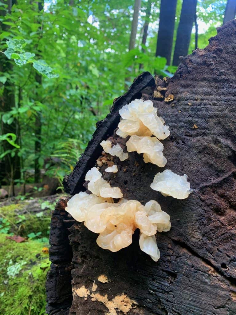 new germany state park mushroom 1