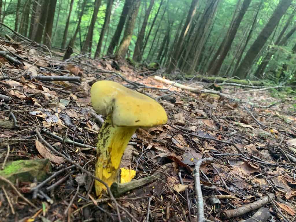 new germany state park mushroom 4