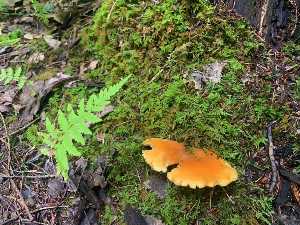 new germany state park mushroom 5