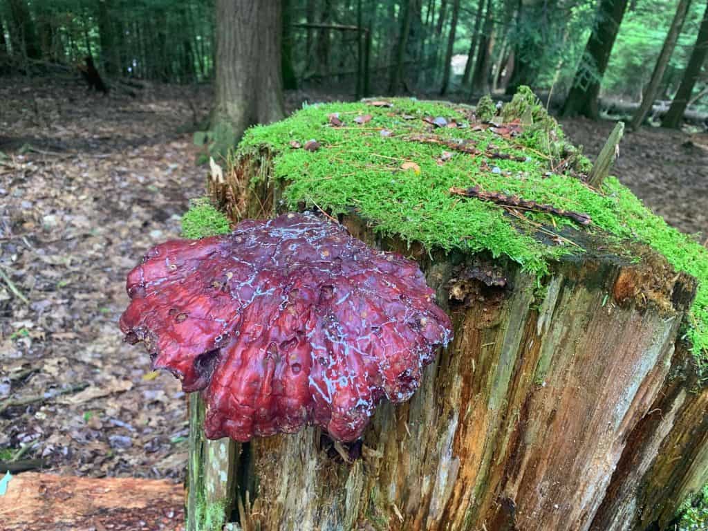 new germany state park mushroom 3