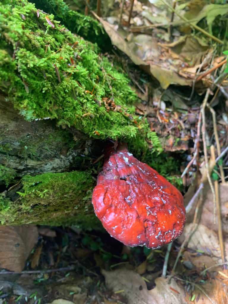 new germany state park mushroom 9