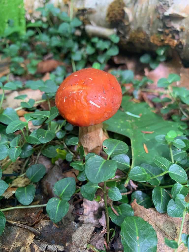 new germany state park mushroom 2