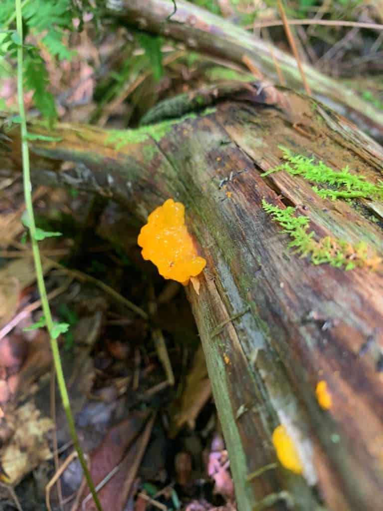 new germany state park mushroom 6