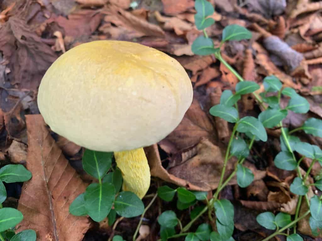 new germany state park mushroom 8