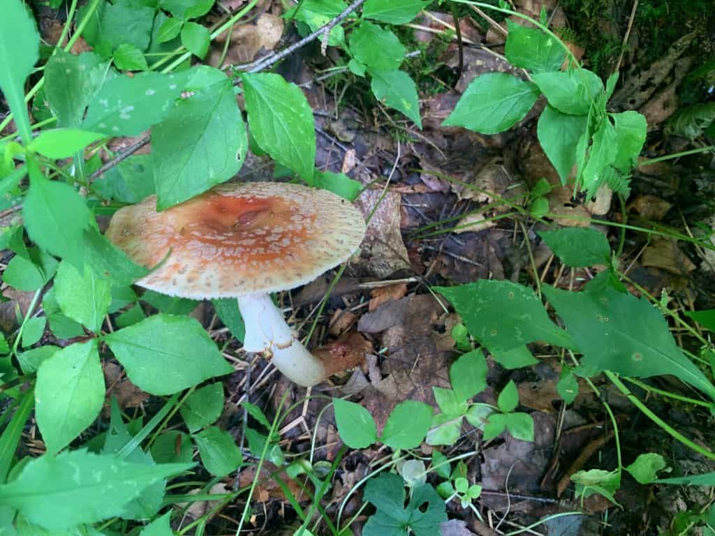 new germany state park mushroom 7