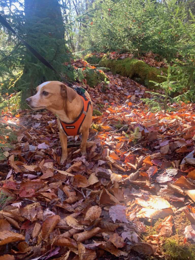 hazel in the leaves at blackwater falls state park