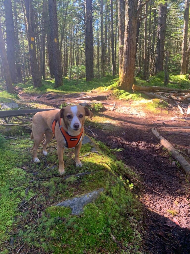 hazel on red spruce trail