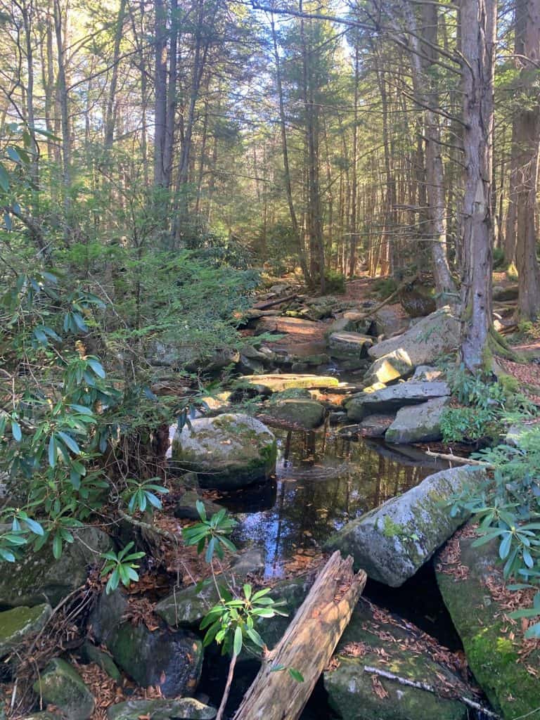 red spruce trail to elakala falls