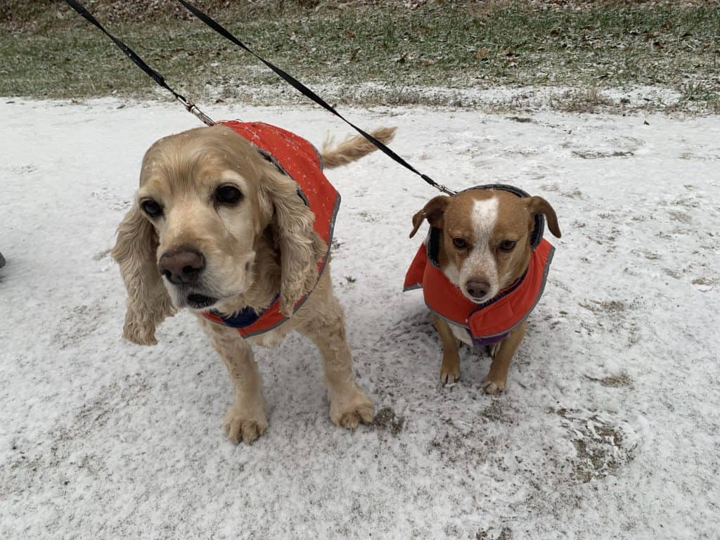 franklin and hazel happy holidays!