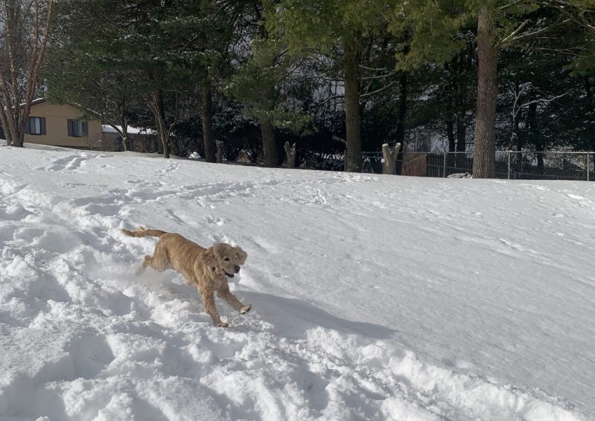 franklin running in the snow