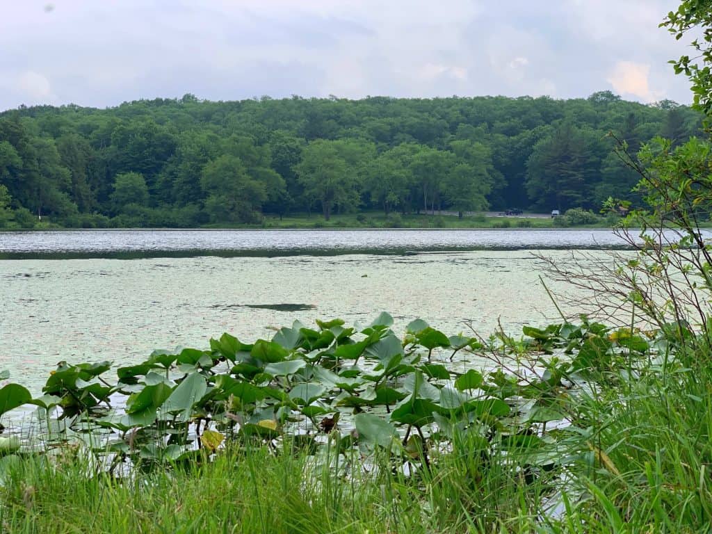 herrington manor state park lake with lillypads