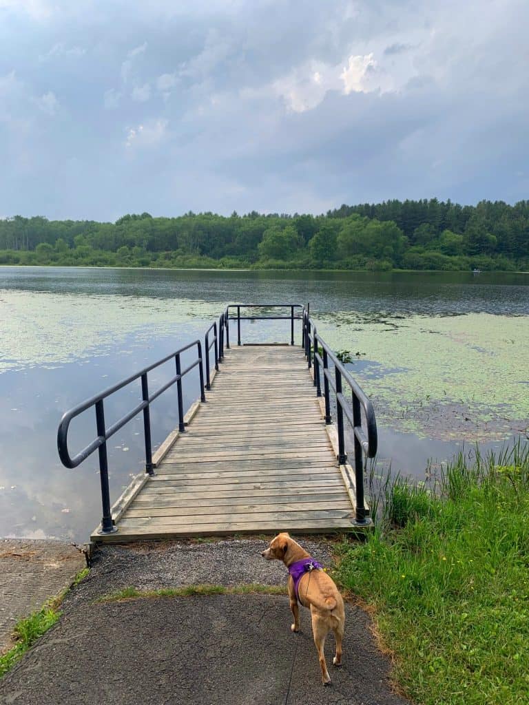 hazel on dock at herrington manor state park