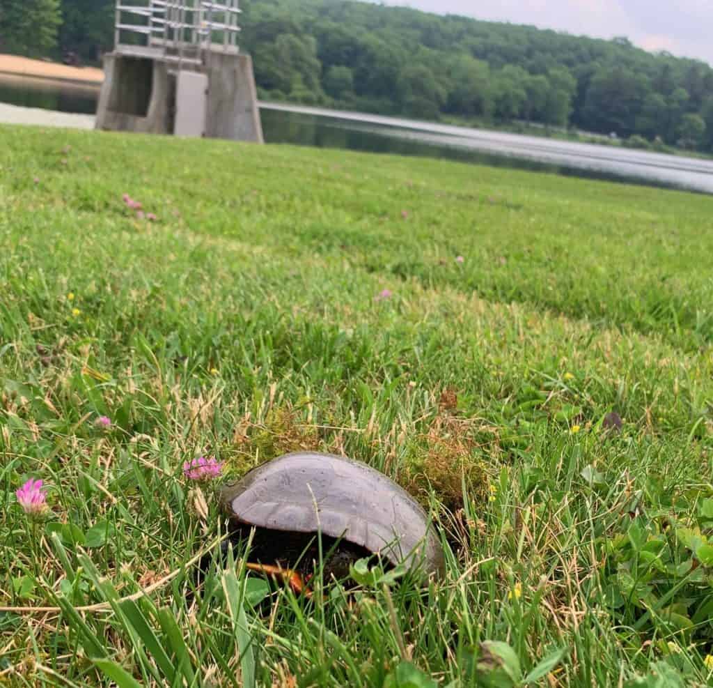 turle on herrington lake spillway lawn 1