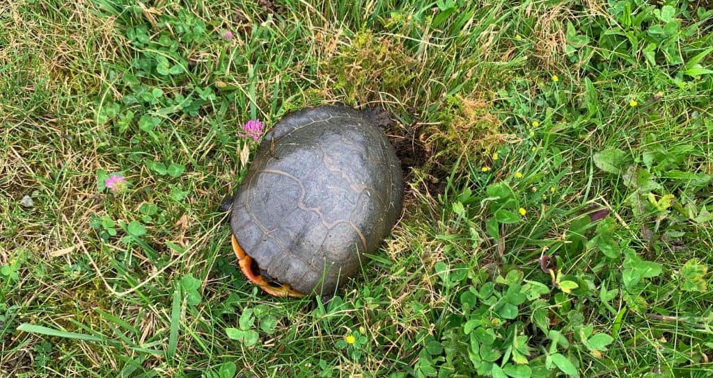turle on herrington lake spillway lawn 2