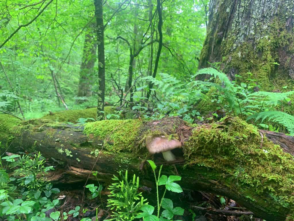herrington manor mushroom 6
