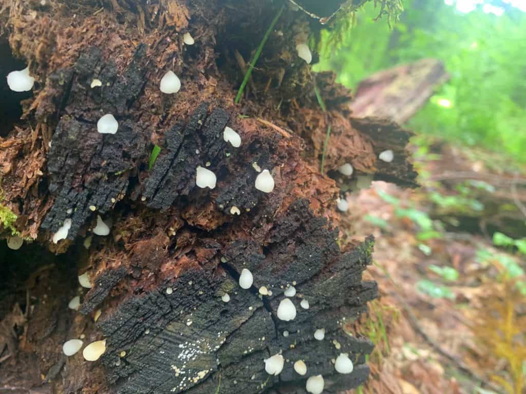 herrington manor mushroom 5