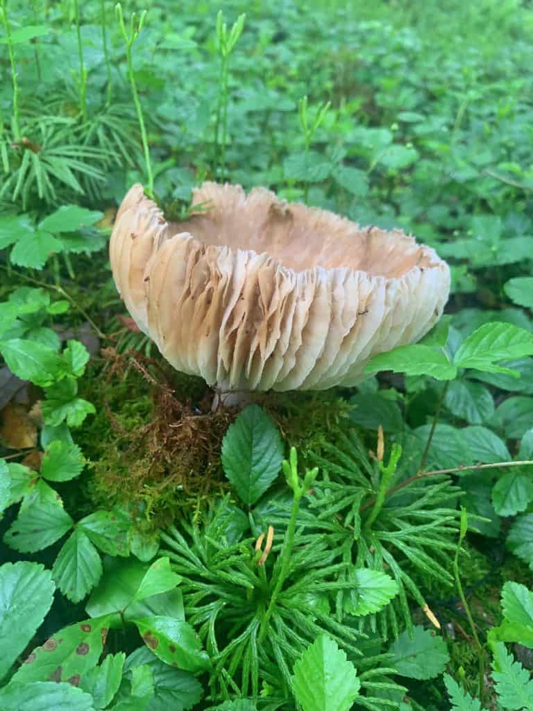 herrington manor mushroom 1