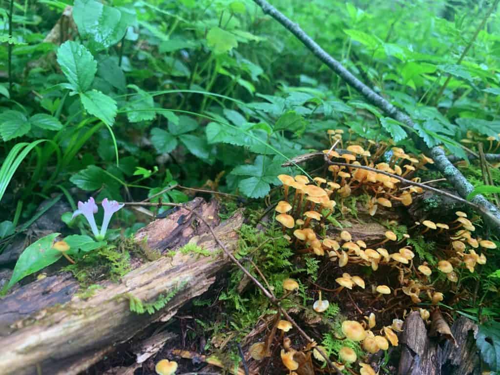 herrington manor mushroom 3
