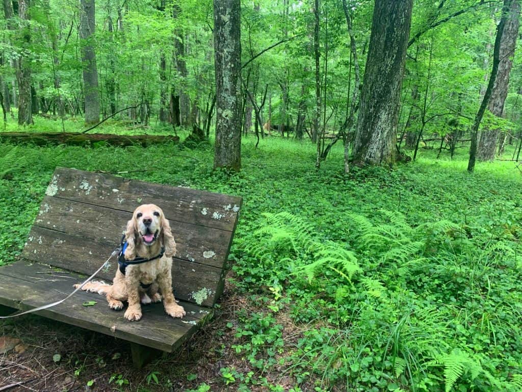 franklin along the trails at herrington manor state park