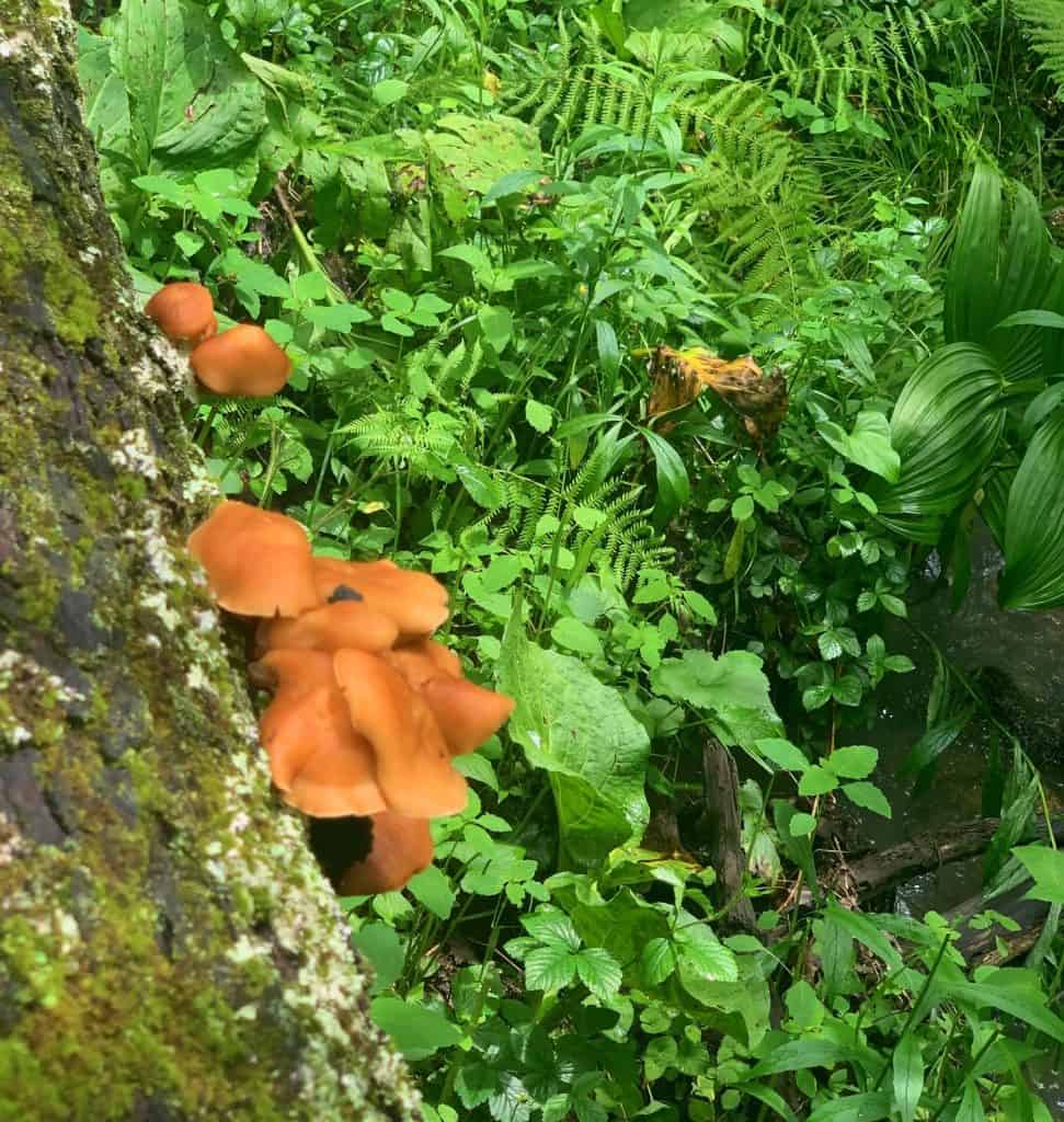 herrington manor mushroom 2