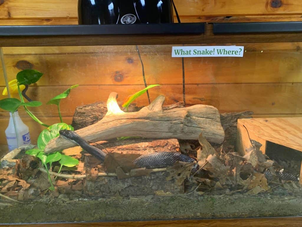 snake display at herrington manor