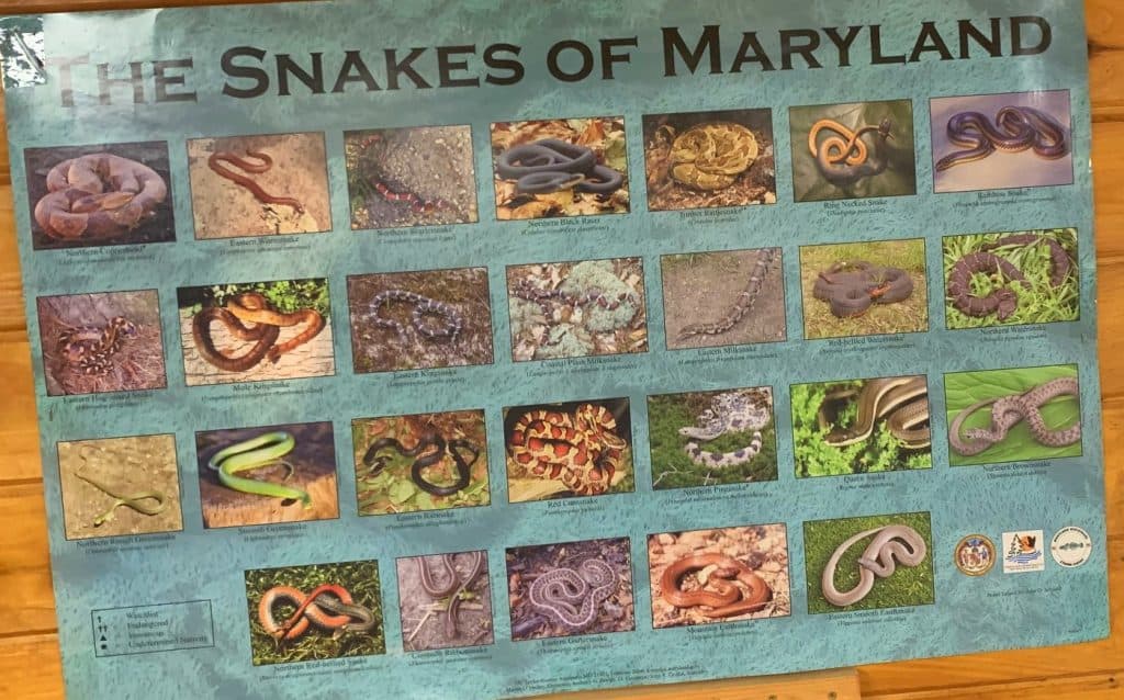 snakes of maryland poster