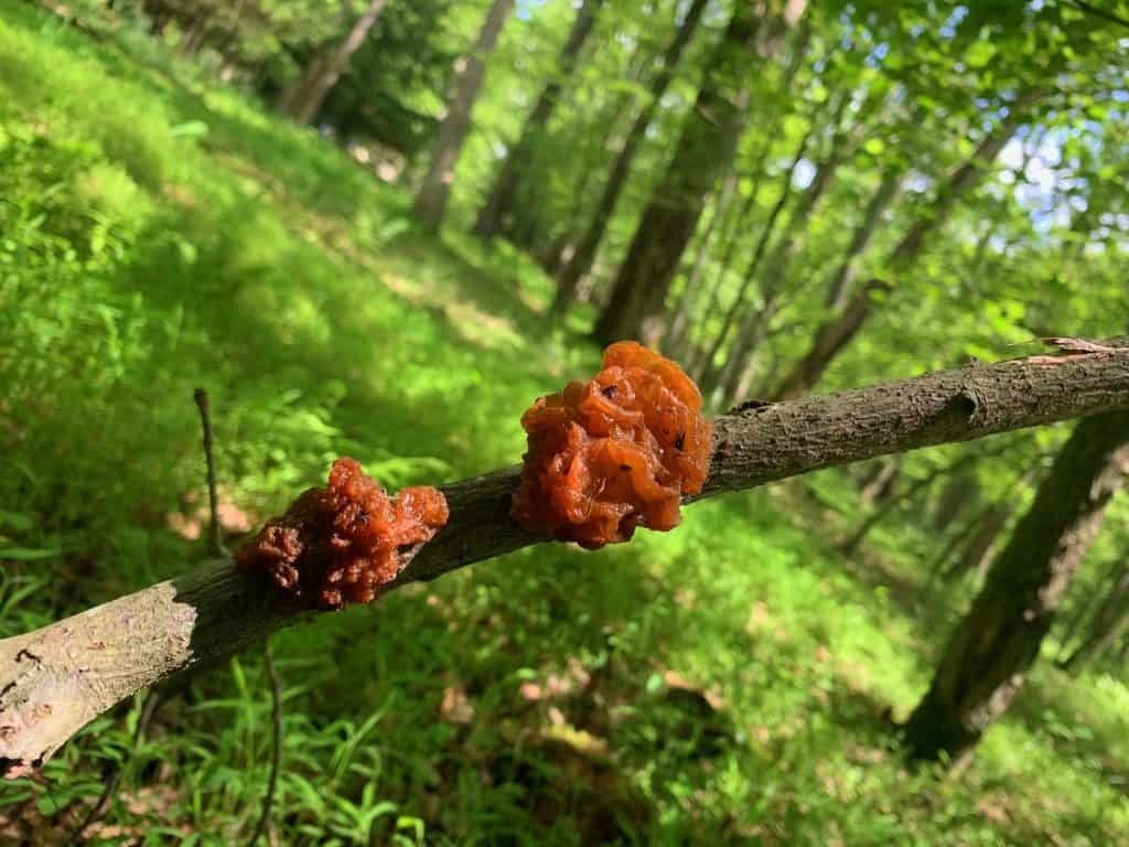 herrington manor mushroom 7