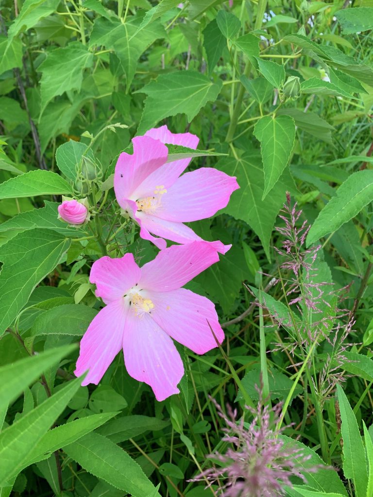 swamp rose mallow