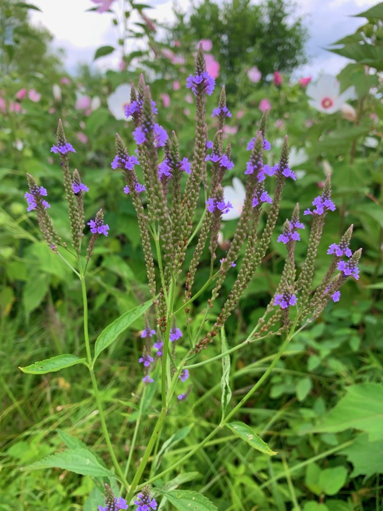 blue vervain